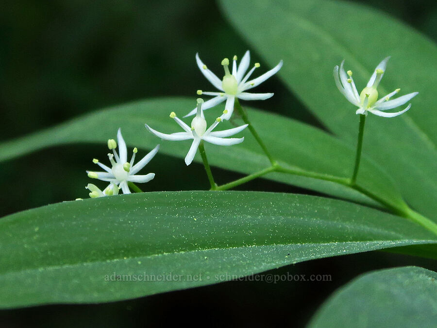 starry false solomon's-seal (Maianthemum stellatum (Smilacina stellata)) [Indian Ford Creek, Deschutes County, Oregon]