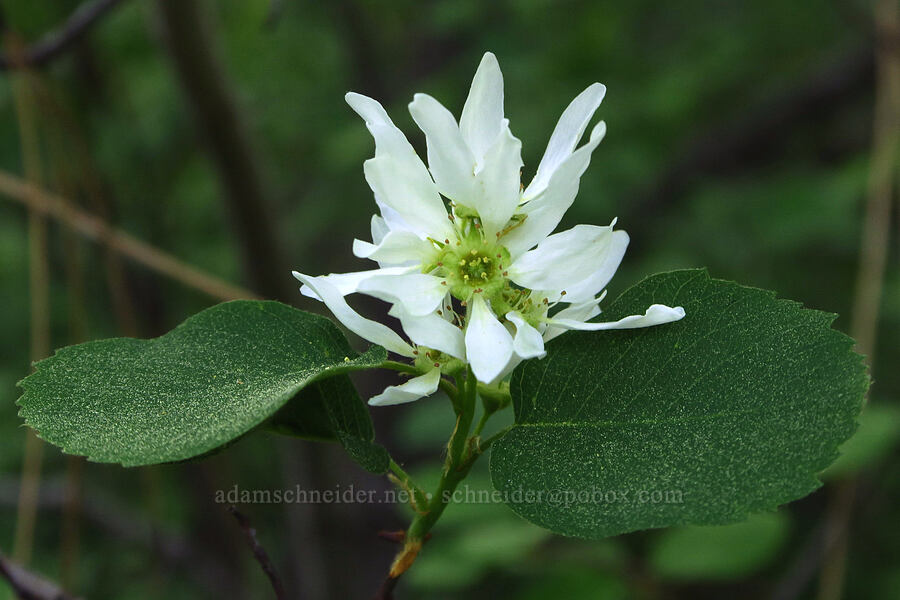 serviceberry flowers (Amelanchier alnifolia) [Indian Ford Creek, Deschutes County, Oregon]