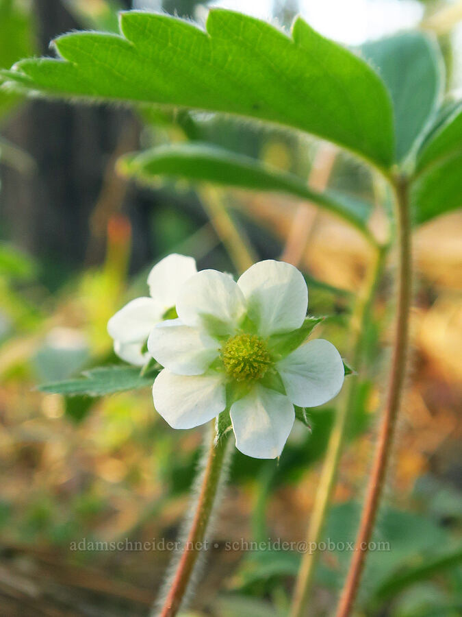wild strawberry with 6 petals (Fragaria virginiana) [Indian Ford Creek, Deschutes County, Oregon]