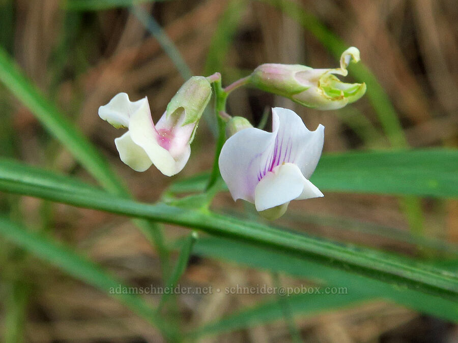 Lanszwert's pea-vine (Lathyrus lanszwertii) [Indian Ford Creek, Deschutes County, Oregon]