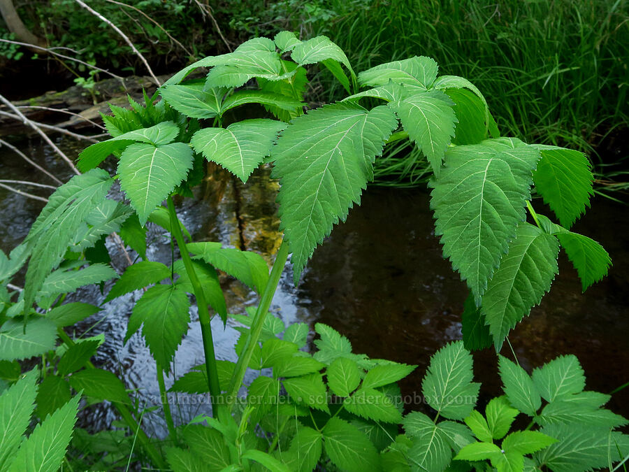 kneeling angelica (Angelica genuflexa) [Indian Ford Creek, Deschutes County, Oregon]