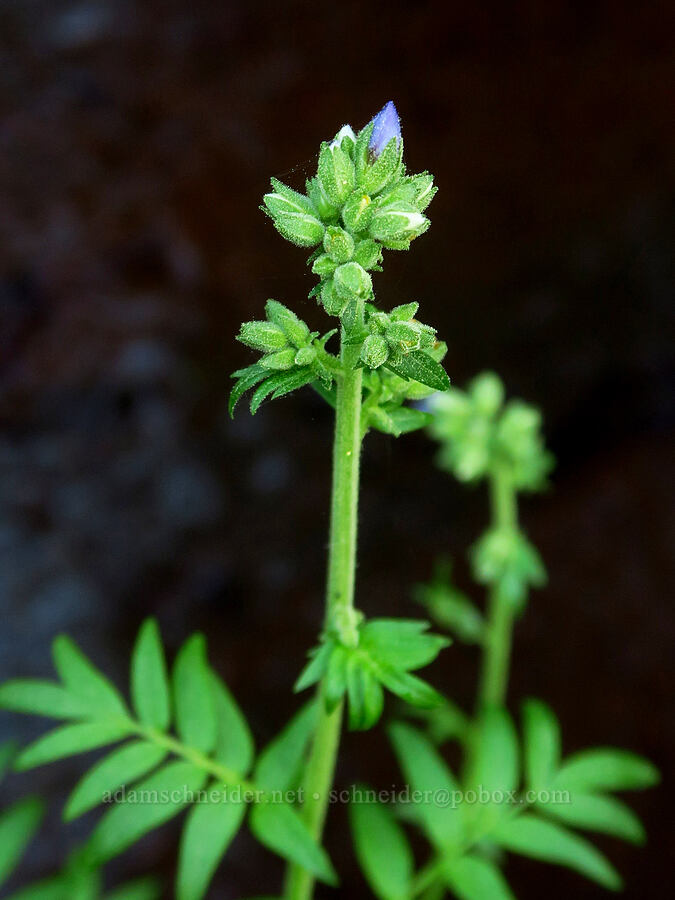 western Jacob's-ladder, budding (Polemonium occidentale) [Indian Ford Creek, Deschutes County, Oregon]