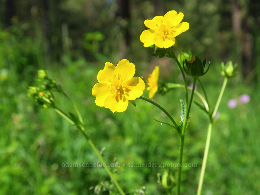 Nuttall's cinquefoil (Potentilla gracilis var. fastigiata (Potentilla gracilis var. nuttallii)) [Corral Trail, Fields Spring State Park, Asotin County, Washington]