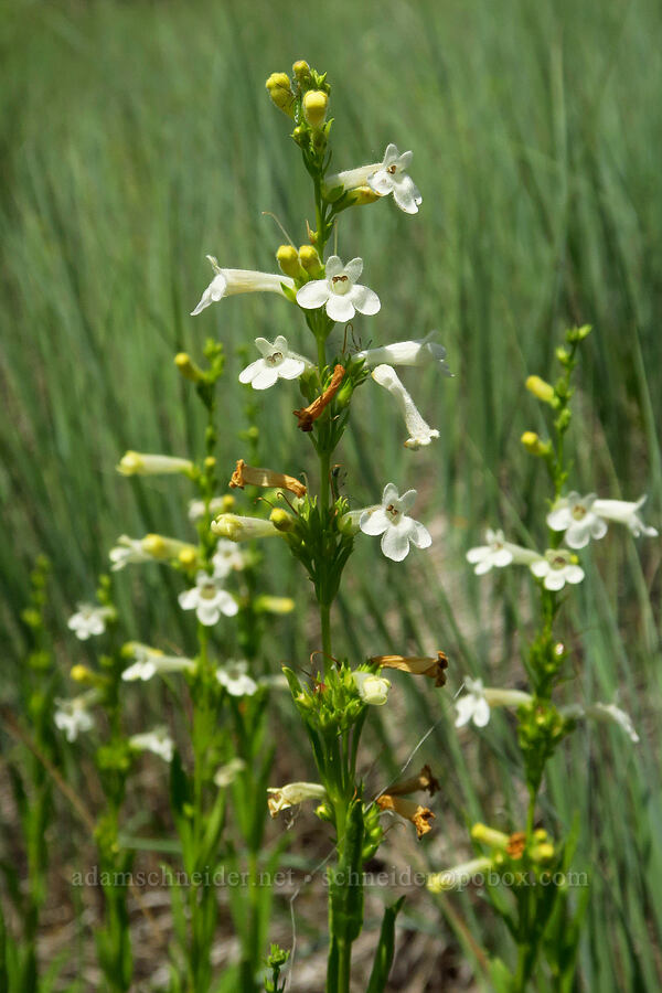 hot rock penstemon (Penstemon deustus) [Morning Song Trail, Fields Spring State Park, Asotin County, Washington]
