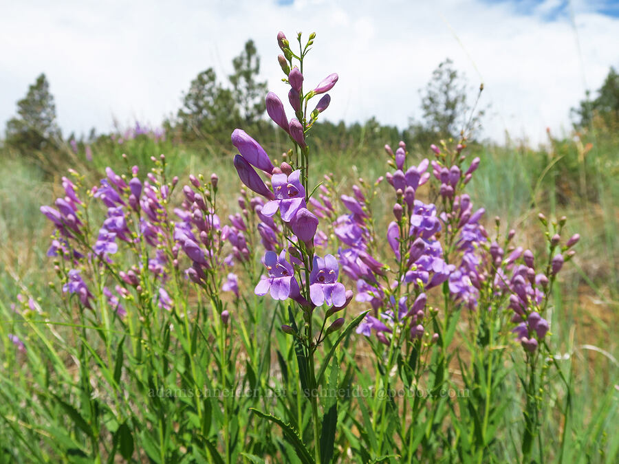 Venus penstemon (Penstemon venustus) [Morning Song Trail, Fields Spring State Park, Asotin County, Washington]