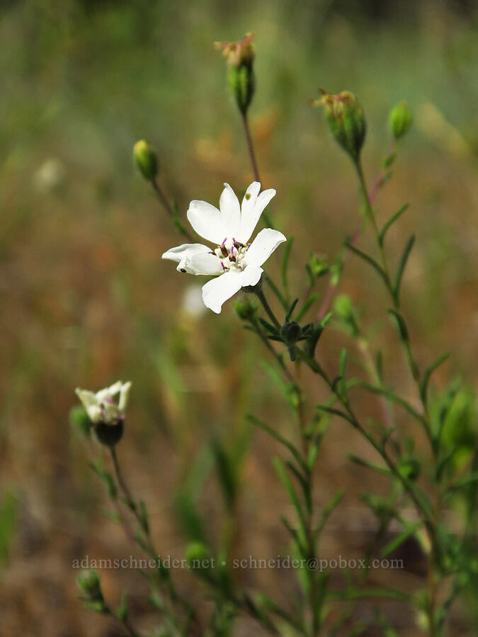 rough eyelash-weed (Blepharipappus scaber) [Morning Song Trail, Fields Spring State Park, Asotin County, Washington]