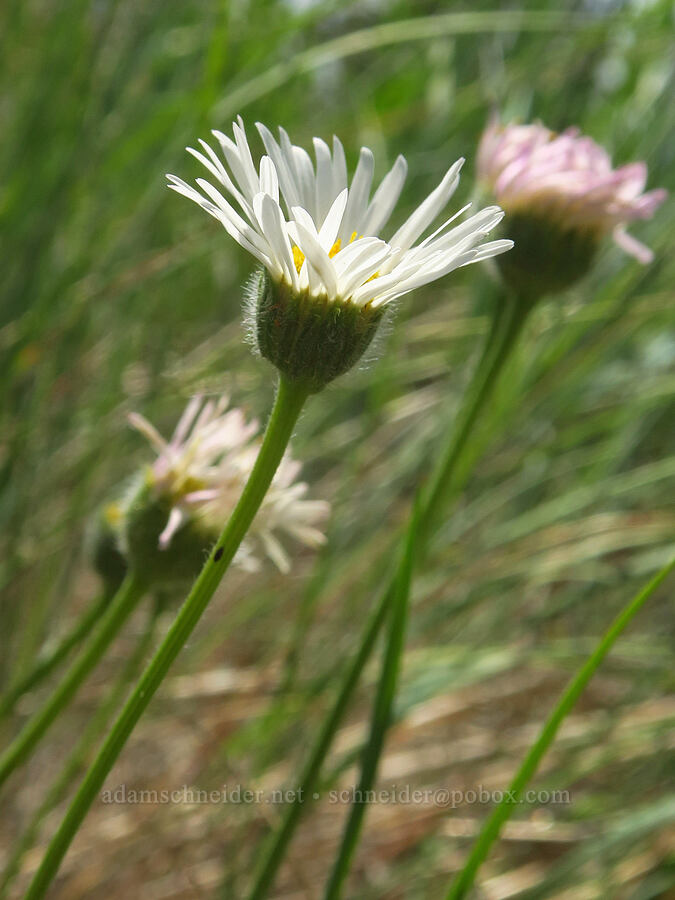 Snake River fleabane (Erigeron disparipilus) [Morning Song Trail, Fields Spring State Park, Asotin County, Washington]