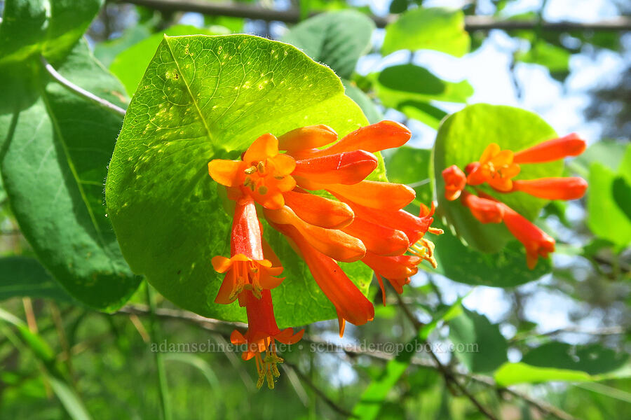 orange honeysuckle (Lonicera ciliosa) [Corral Trail, Fields Spring State Park, Asotin County, Washington]