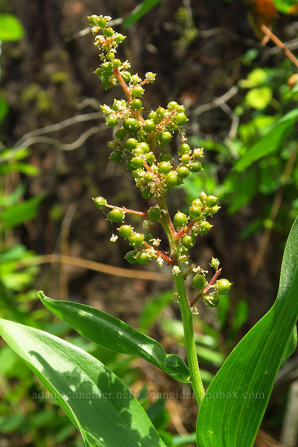 feathery false Solomon's-seal, going to seed (Maianthemum racemosum ssp. amplexicaule (Smilacina racemosa)) [Corral Trail, Fields Spring State Park, Asotin County, Washington]