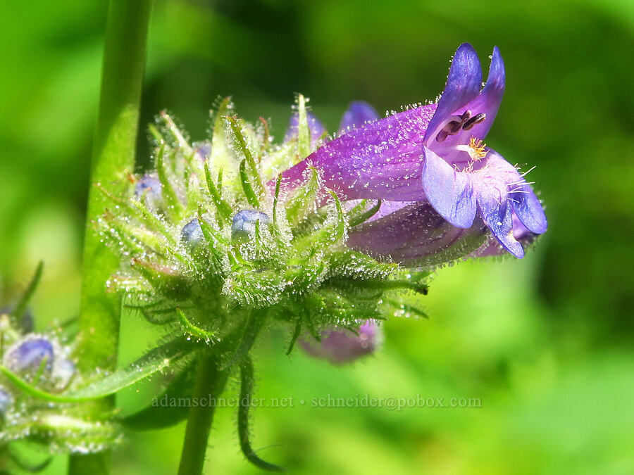 sulphur penstemon (Penstemon attenuatus var. attenuatus) [Corral Trail, Fields Spring State Park, Asotin County, Washington]