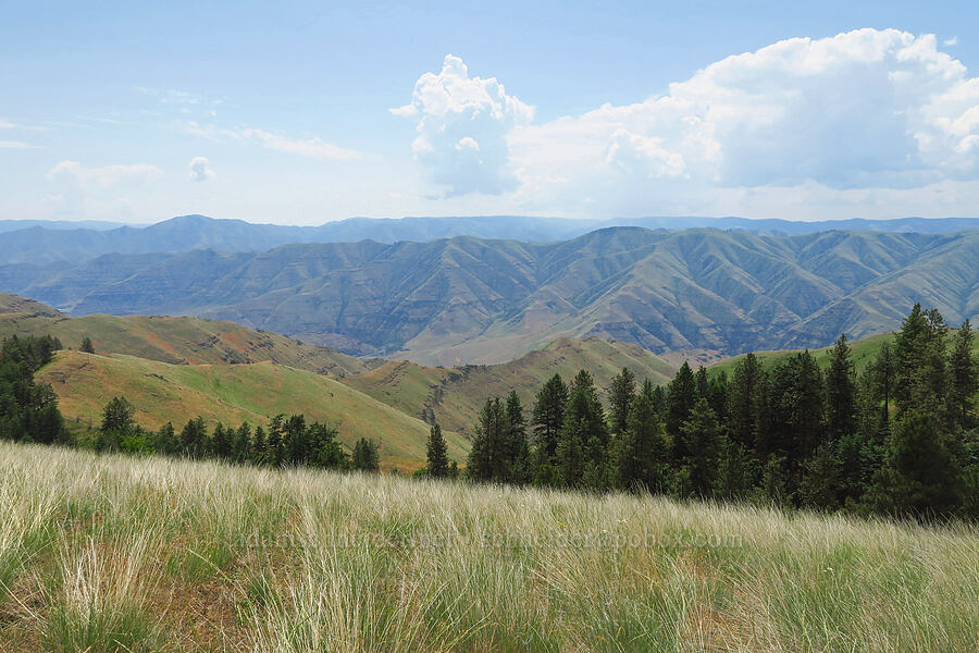Blue Mountains [Corral Trail, Fields Spring State Park, Asotin County, Washington]