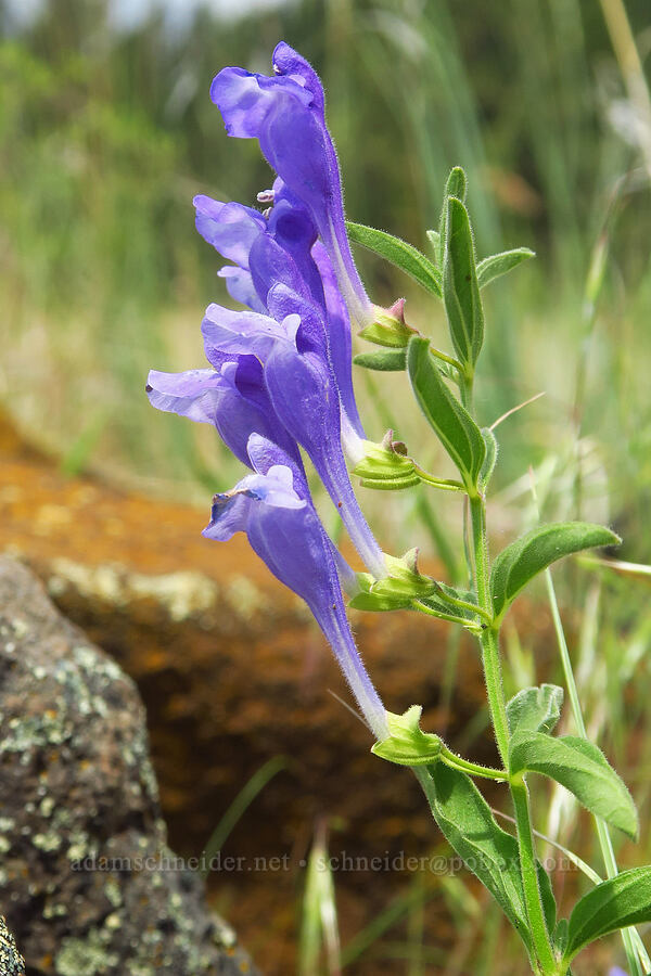 narrow-leaf skullcap (Scutellaria angustifolia) [Corral Trail, Fields Spring State Park, Asotin County, Washington]