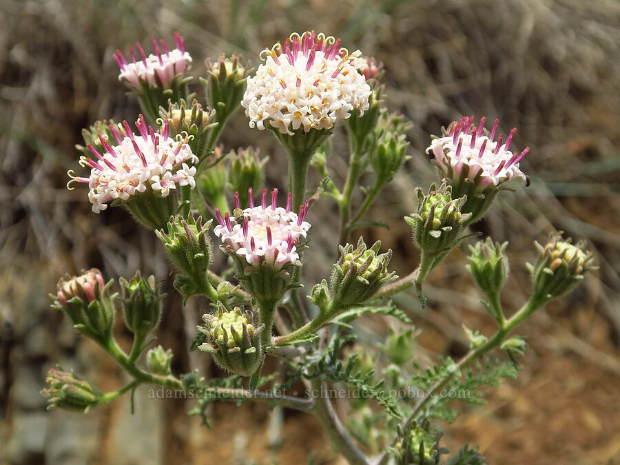 Douglas' pincushion (Chaenactis douglasii) [Puffer Butte, Fields Spring State Park, Asotin County, Washington]