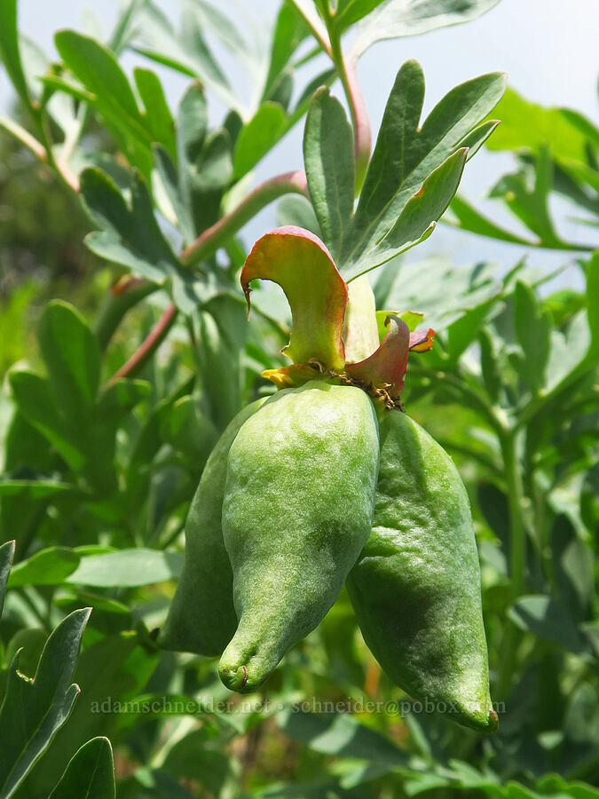Brown's peony fruits (Paeonia brownii) [Puffer Butte, Fields Spring State Park, Asotin County, Washington]