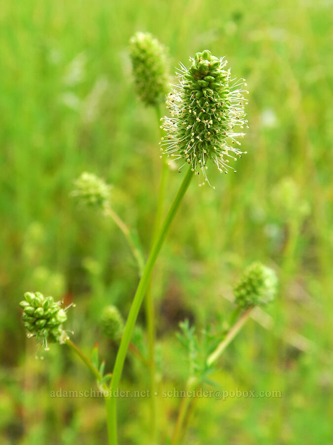 western burnet (Sanguisorba occidentalis (Poteridium occidentale)) [Puffer Butte, Fields Spring State Park, Asotin County, Washington]