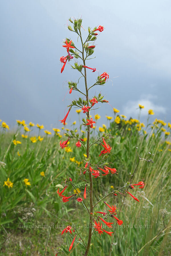 scarlet gilia (Ipomopsis aggregata) [Puffer Butte, Fields Spring State Park, Asotin County, Washington]