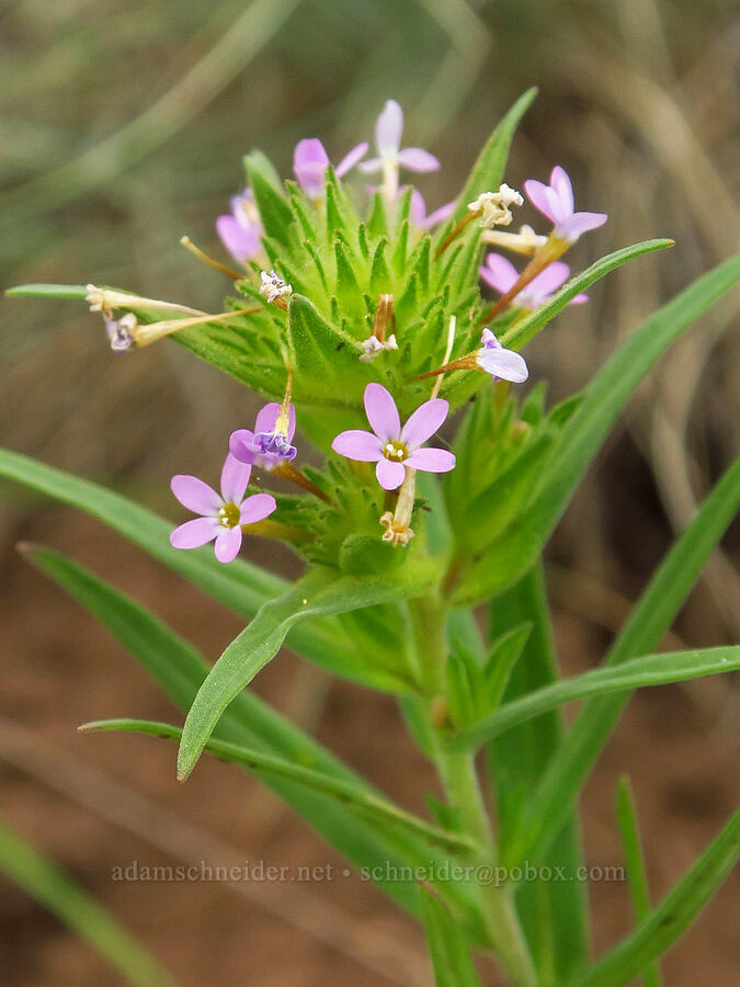 line-leaf collomia (Collomia linearis) [Puffer Butte, Fields Spring State Park, Asotin County, Washington]