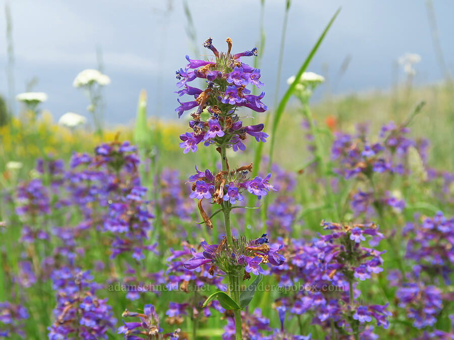 sulphur penstemon (Penstemon attenuatus var. attenuatus) [Puffer Butte, Fields Spring State Park, Asotin County, Washington]