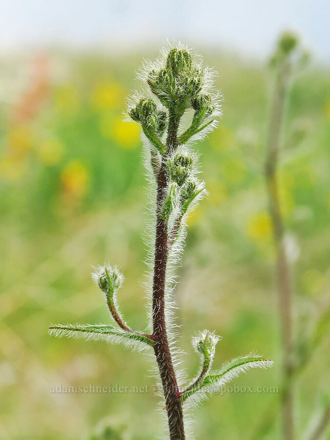 Scouler's hawkweed (Hieracium scouleri) [Puffer Butte, Fields Spring State Park, Asotin County, Washington]