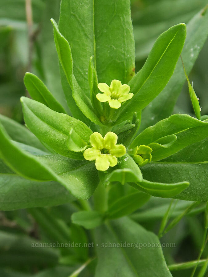 Columbia puccoon (Lithospermum ruderale) [Puffer Butte, Fields Spring State Park, Asotin County, Washington]