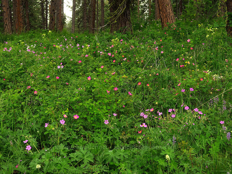 wildflowers (Rosa nutkana ssp. macdougalii, Geranium viscosissimum, Drymocallis glandulosa, Toxicoscordion venenosum (Zigadenus venenosus), Potentilla gracilis var. fastigiata (Potentilla gracilis var. nuttallii), Lupinus sp.) [Puffer Butte, Fields Spring State Park, Asotin County, Washington]