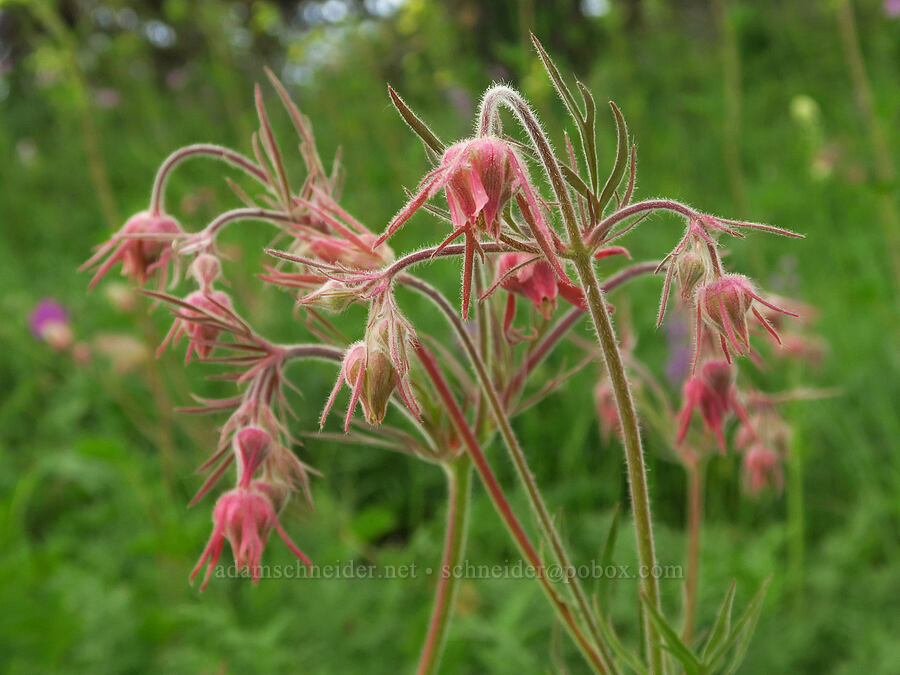 prairie smoke (Geum triflorum) [Puffer Butte, Fields Spring State Park, Asotin County, Washington]