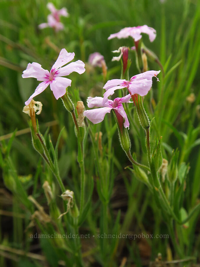 sticky phlox (Phlox viscida) [Puffer Butte, Fields Spring State Park, Asotin County, Washington]