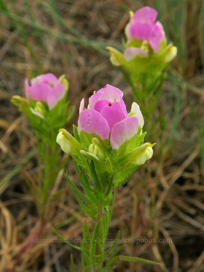 thin-leaved owl's-clover (Orthocarpus tenuifolius) [Puffer Butte, Fields Spring State Park, Asotin County, Washington]