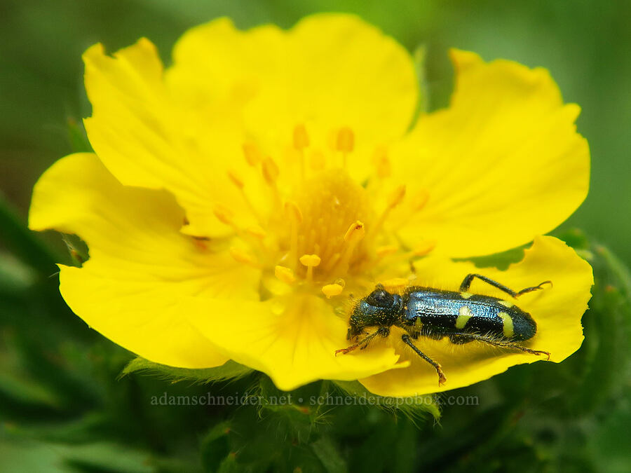 ornate checkered beetle on cinquefoil (Trichodes ornatus, Potentilla gracilis var. fastigiata (Potentilla gracilis var. nuttallii)) [Puffer Butte, Fields Spring State Park, Asotin County, Washington]