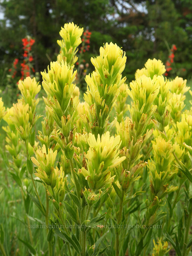 stiff yellow paintbrush (Castilleja lutescens) [Puffer Butte, Fields Spring State Park, Asotin County, Washington]