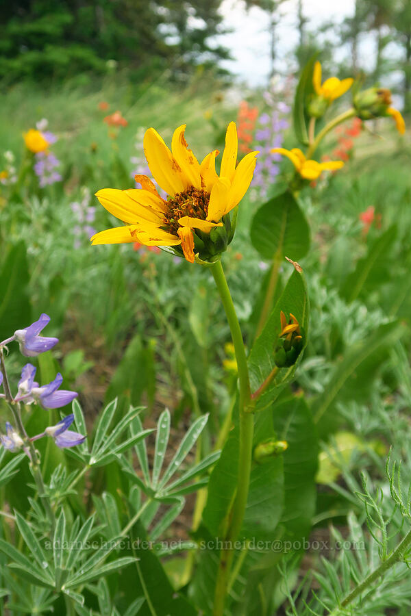 mule's-ears (Wyethia amplexicaulis) [Puffer Butte, Fields Spring State Park, Asotin County, Washington]