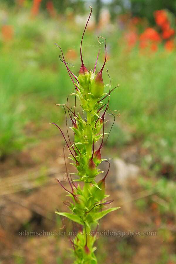 Blue Mountain penstemon, going to seed (Penstemon pennellianus) [Puffer Butte, Fields Spring State Park, Asotin County, Washington]