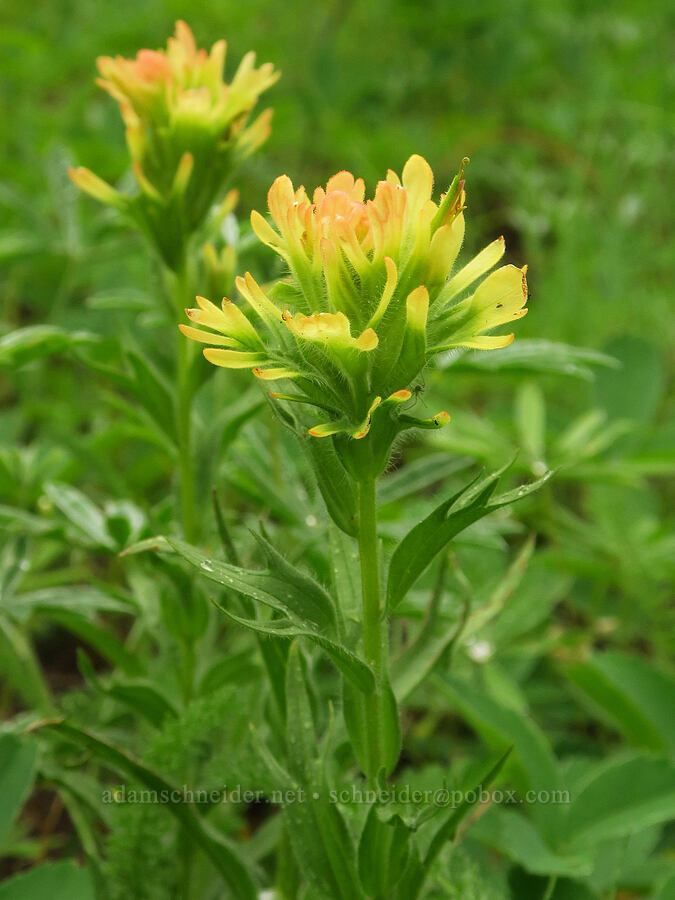 yellow acute paintbrush (Castilleja hispida var. acuta) [Puffer Butte, Fields Spring State Park, Asotin County, Washington]