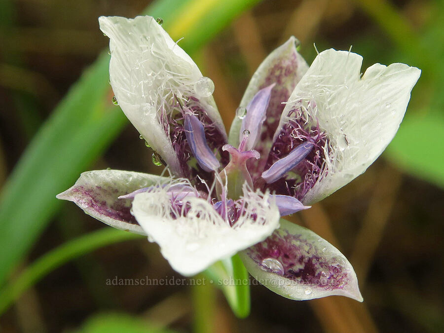 elegant mariposa lily (Calochortus elegans var. elegans) [Puffer Butte, Fields Spring State Park, Asotin County, Washington]