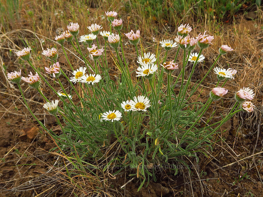 Snake River fleabane (Erigeron disparipilus) [Puffer Butte, Fields Spring State Park, Asotin County, Washington]