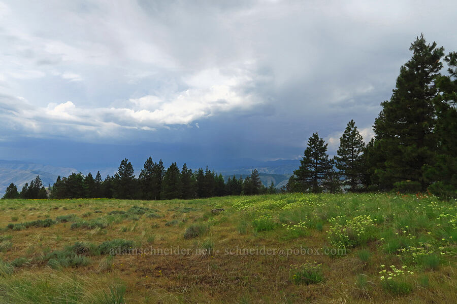 thunderstorms & wildflowers [Puffer Butte, Fields Spring State Park, Asotin County, Washington]