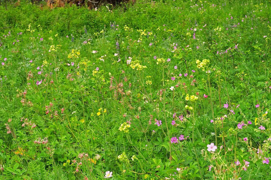 wildflowers (Drymocallis glandulosa (Potentilla glandulosa), Geum triflorum, Geranium viscosissimum, Potentilla gracilis var. fastigiata (Potentilla gracilis var. nuttallii), Lupinus sp.) [Puffer Butte, Fields Spring State Park, Asotin County, Washington]