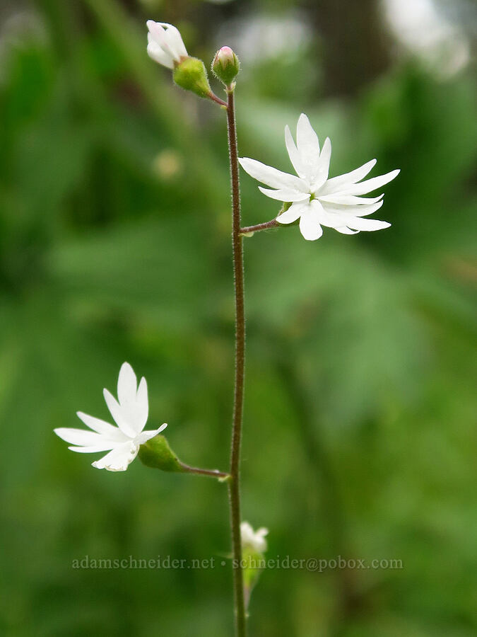 prairie/woodland star (Lithophragma parviflorum) [Puffer Butte, Fields Spring State Park, Asotin County, Washington]