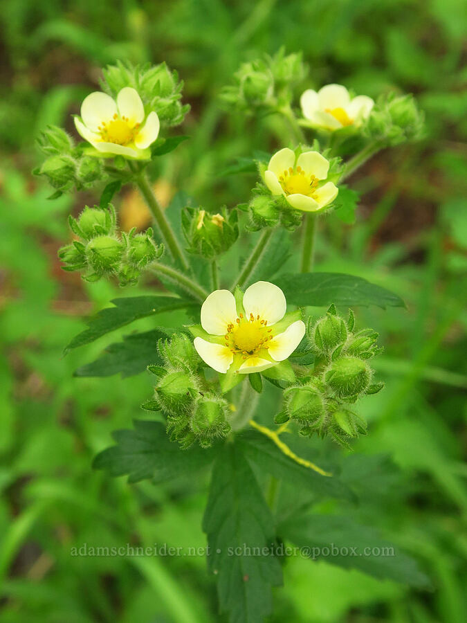 sticky cinquefoil (Drymocallis glandulosa (Potentilla glandulosa)) [Puffer Butte Trail, Fields Spring State Park, Asotin County, Washington]