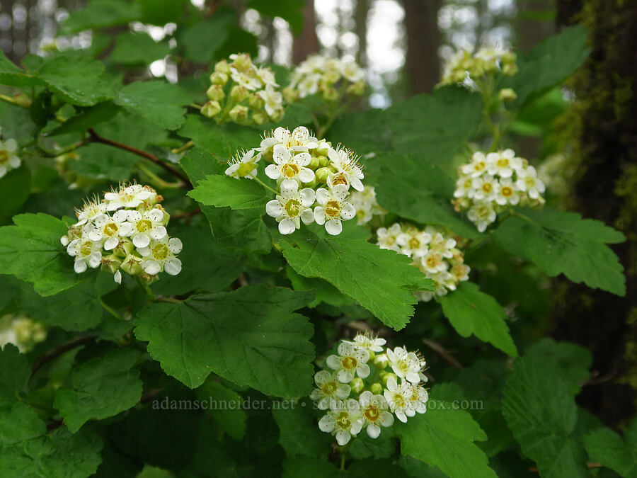 mallow-leaf nine-bark (Physocarpus malvaceus) [Puffer Butte Trail, Fields Spring State Park, Asotin County, Washington]