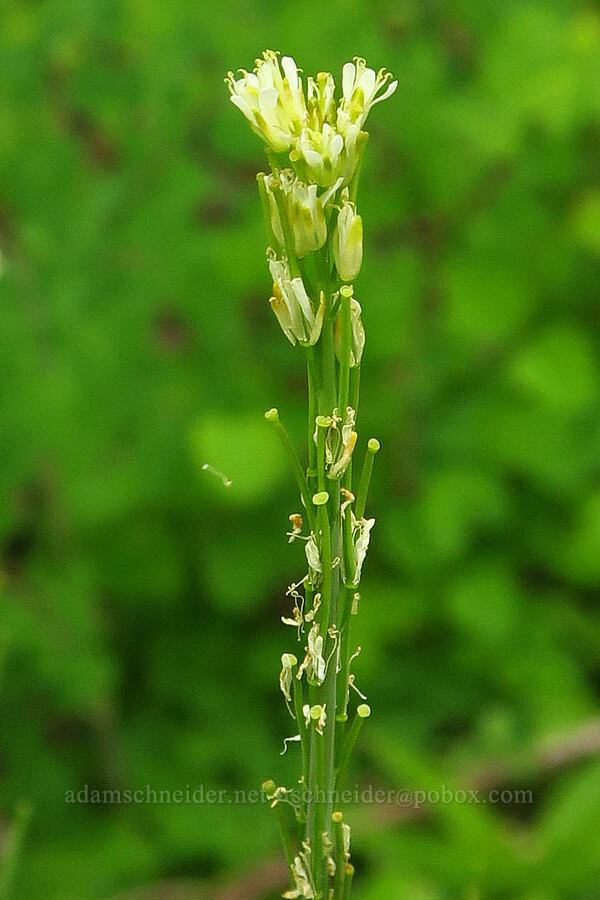 tower mustard (Turritis glabra (Arabis glabra)) [Puffer Butte Trail, Fields Spring State Park, Asotin County, Washington]