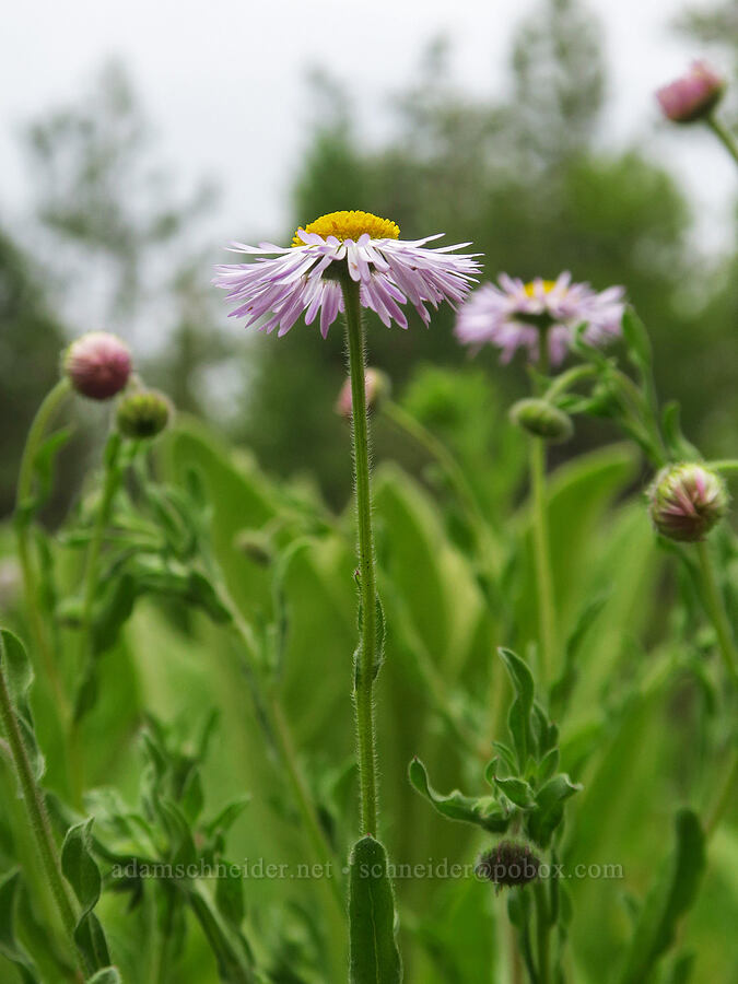 spreading fleabane (Erigeron divergens) [Puffer Butte Trail, Fields Spring State Park, Asotin County, Washington]