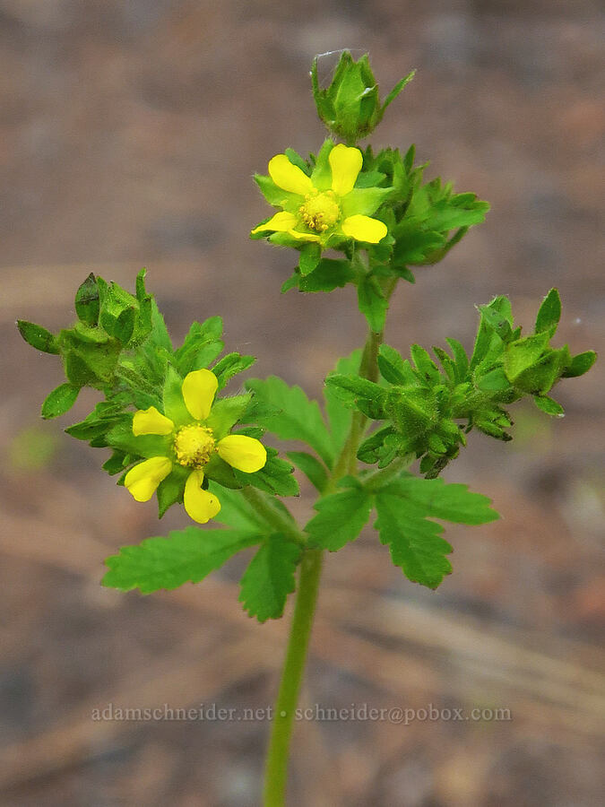 biennial cinquefoil (Potentilla biennis) [Puffer Butte Trail, Fields Spring State Park, Asotin County, Washington]
