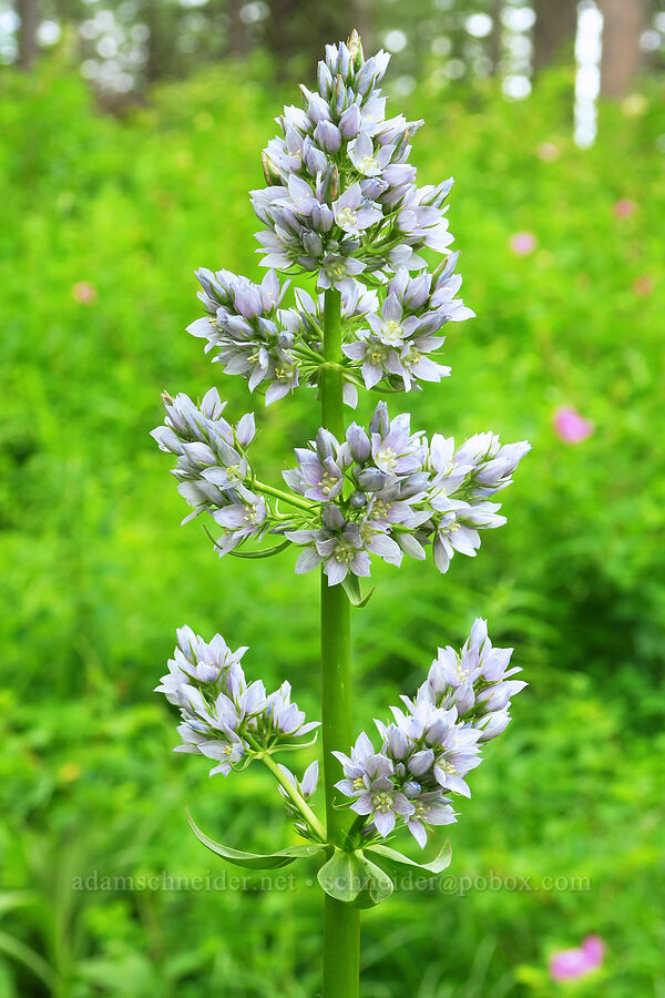 clustered green gentian (Frasera fastigiata (Swertia fastigiata)) [Puffer Butte Trail, Fields Spring State Park, Asotin County, Washington]