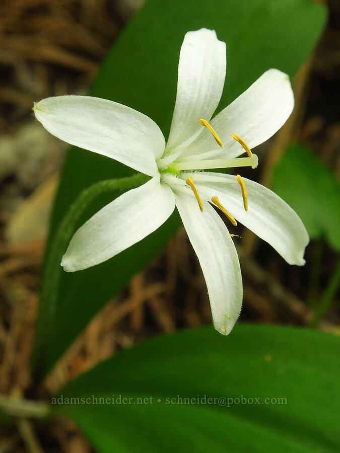 bead lily (Clintonia uniflora) [Puffer Butte Trail, Fields Spring State Park, Asotin County, Washington]