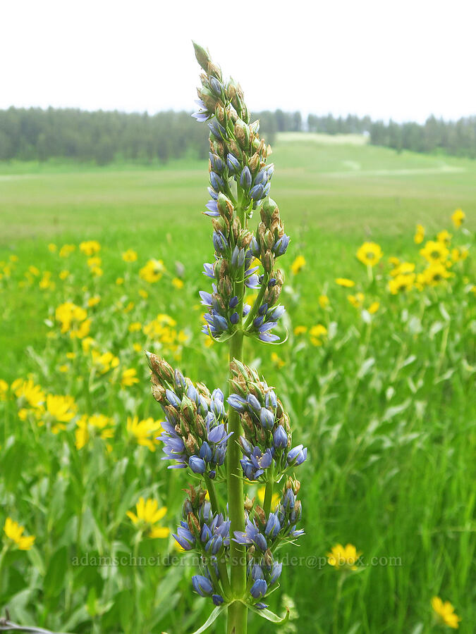 clustered green gentian (Frasera fastigiata (Swertia fastigiata)) [Park Road, Fields Spring State Park, Asotin County, Washington]