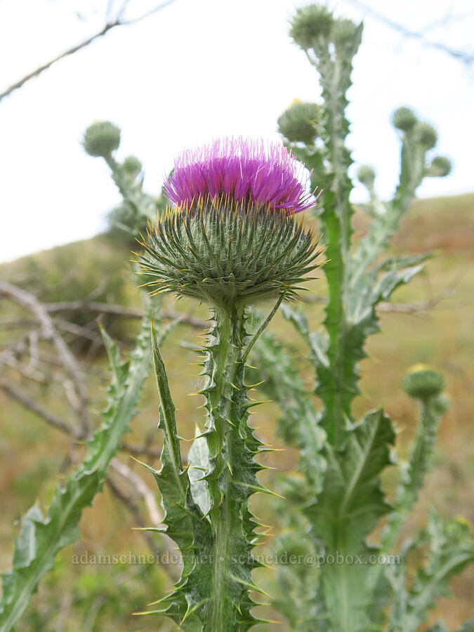 Scotch cotton-thistle (Onopordum acanthium) [Rogersburg, Asotin County, Washington]