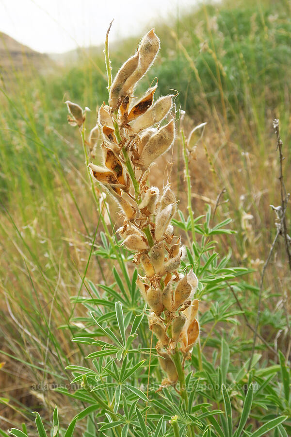 lupine seed-pods (Lupinus sp.) [Rogersburg, Asotin County, Washington]