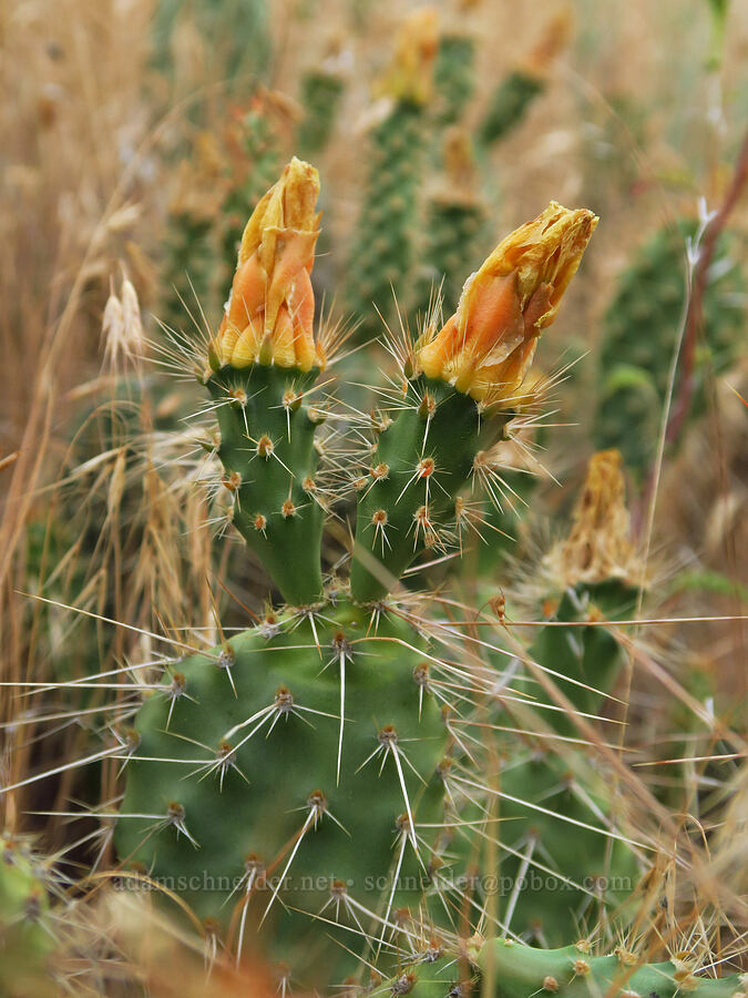Columbia prickly-pear cactus (Opuntia x columbiana (Opuntia columbiana)) [Rogersburg, Asotin County, Washington]