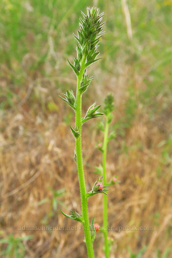 moth mullein, budding (Verbascum blattaria) [Rogersburg, Asotin County, Washington]